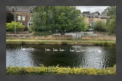 Swans and cygnets swimming along the Lancaster Canal