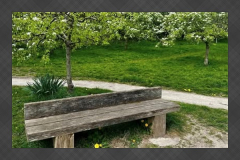 Bench in the orchard at Fairfield Nature Reserve in Lancaster