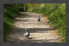 Birds walking along a sunlit path at Fairfield Nature Reserve