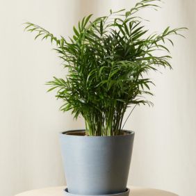 A lush green potted plant with delicate, feathery leaves in a minimalist gray pot, placed against a neutral indoor background.
