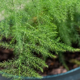 Two close-up images of an asparagus fern’s delicate feathery leaves in a round planter.