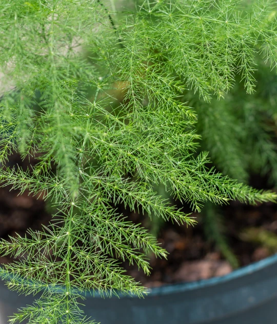 A lush asparagus fern with soft green foliage, ideal for indoor decoration.