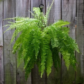 Three Boston ferns in different settings – one hanging outdoors against a wooden fence, another against a vibrant green background, and one in a square white pot.