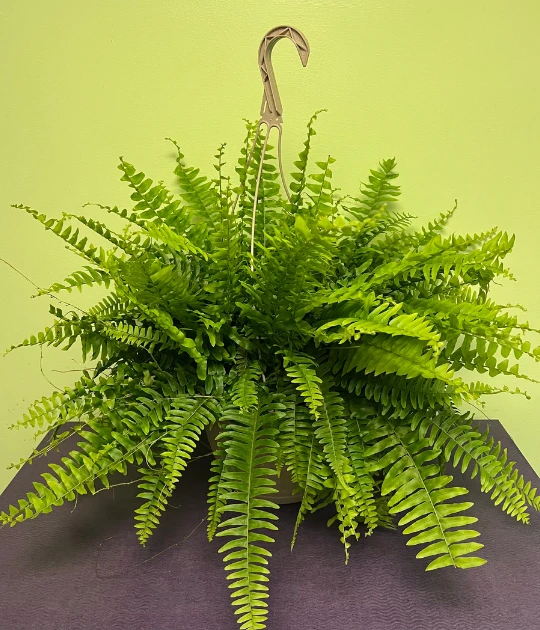 A bright green Boston fern in a planter with its delicate leaves cascading.