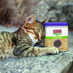 A relaxed tabby cat lying beside the KONG Naturals catnip tin, seemingly enjoying the calming effects of the product.