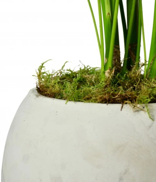 A close-up view of a Kentia palm in a white ceramic pot with moss covering the soil.