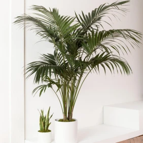 Three Kentia palm trees in white pots, displayed in an indoor setting with bright natural lighting.